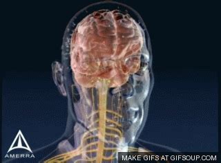 Human Brain Animation GIF