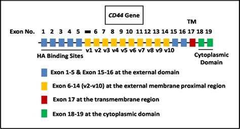 Illustration of CD44 gene and alternative spliced variants (CD44v ...