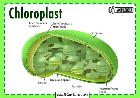 Famous Chloroplast Structure Diagram Ideas - Bigmantova