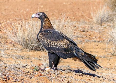 Wedge-tailed Eagle - BirdLife Australia