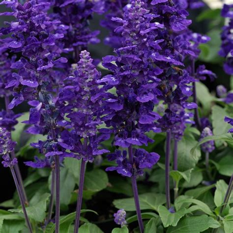 Salvia farinacea | Velocity™ Blue | Jim Whiting Nursery