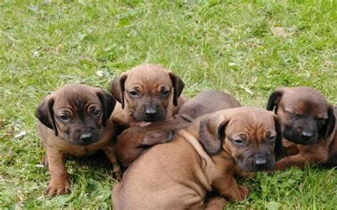 Cute Bavarian Mountain Hound Puppies With Flowers Poster ...