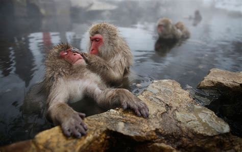 Snow Monkey Facts, Habitat, Diet, Baby, Pictures