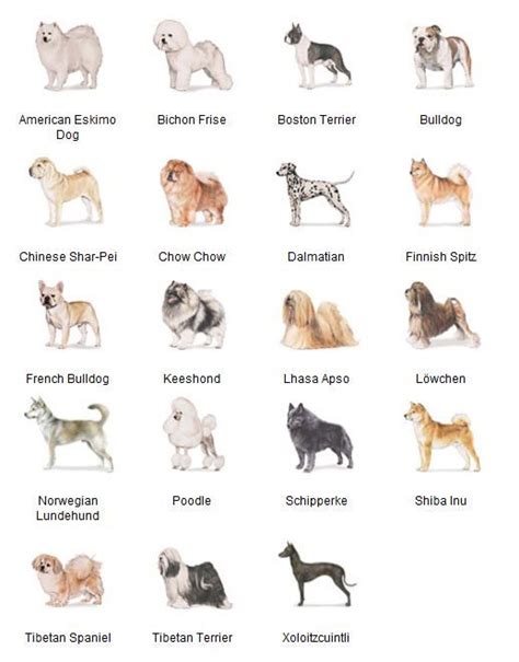 AKC Breeds by Group - Non-Working Dogs 3 of 7 Akc Breeds, Dog Breeds ...