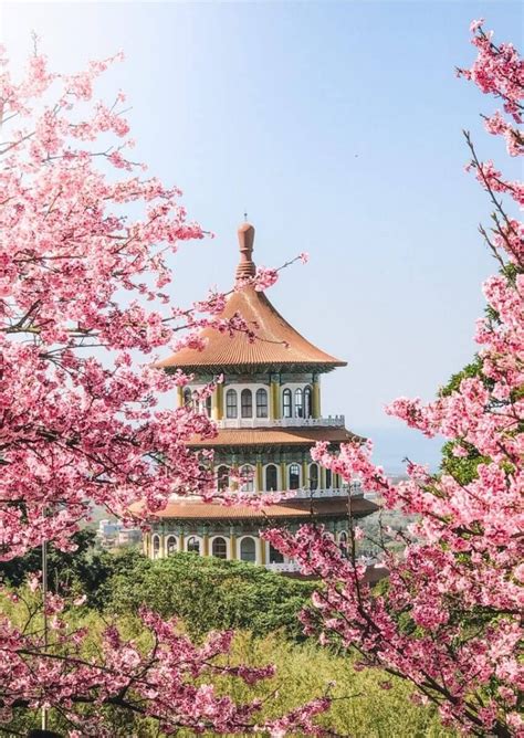 10 Dreamy Spots to See Cherry Blossoms in Taiwan • Hoponworld