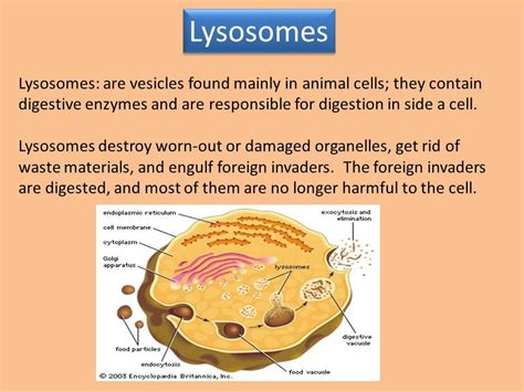 Lysosome In A Animal Cell | Animal cell, Organelles, Digestive enzymes