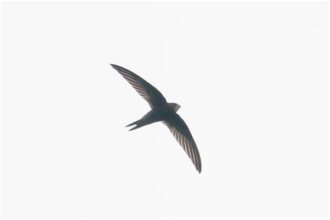 Common Swift – Birds of Singapore