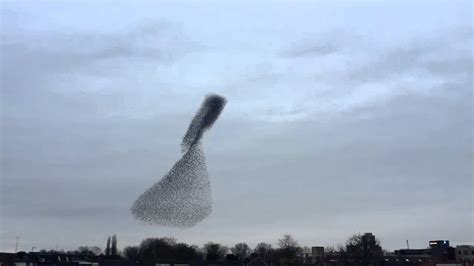 Poetic Murmuration of Birds in the Netherlands - YouTube