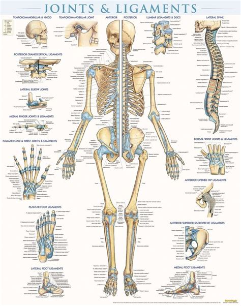 Joints & Ligaments Poster - Laminated (9781423228714) - BarCharts ...