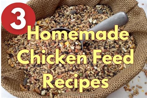 3 Amazing Homemade Chicken Feed Recipes - My Homestead Life