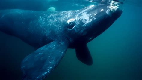 Six Facts About the North Atlantic Right Whale