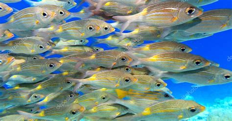 School of fish Stock Photo by ©Molbert 23941099