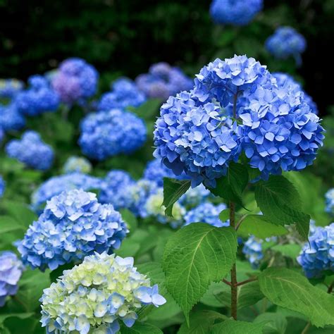 How to Change Hydrangea Color