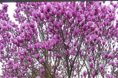 Purple Magnolia Seeds LILY FLOWER TREE Fragrant Tulip Magnol Liliiflora ...