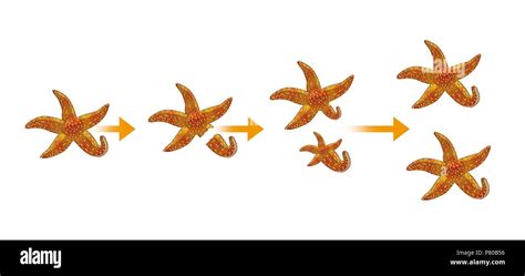 Starfish Reproduction