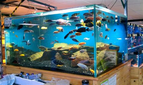 A Beginner’s Guide To Tropical Fish Tanks And Aquariums - Tropical Fish ...