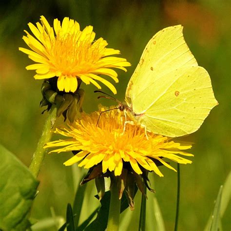 yellow butterfly on yellow flower | Yellow flowers, Yellow butterfly ...