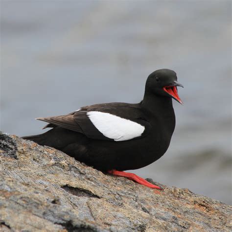 Identify Dutch birds