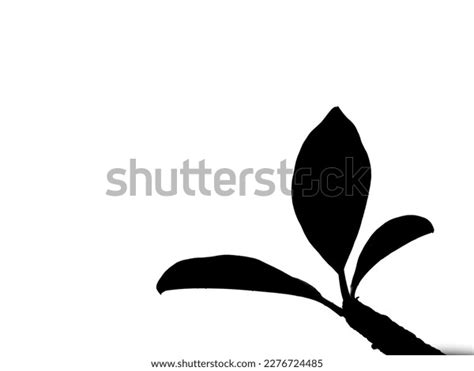 Silhouette Plumeria Tree Isolated On White Stock Illustration ...