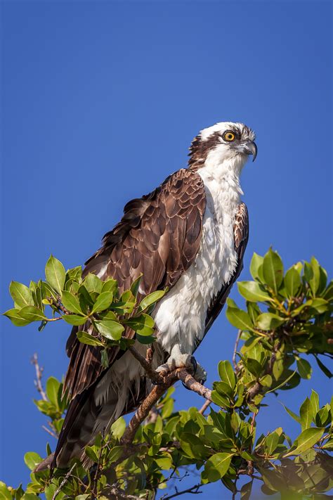 Osprey In A Tree Looking For Fish Fine Art Photo Print | Photos by ...