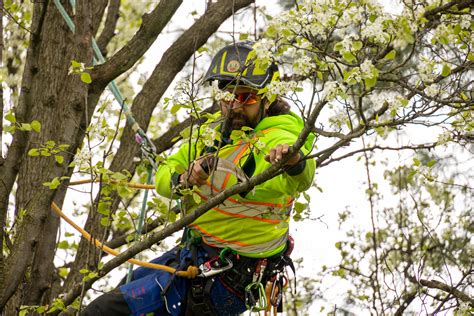 Russell Tree Experts — Why is Tree Pruning Important?