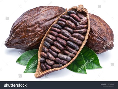 Cocoa Pods Cocoa Beans Chocolate Basis Stock Photo 1337482088 ...