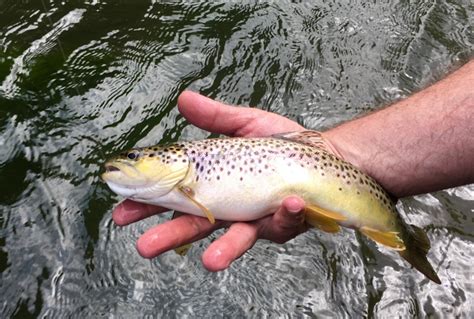 Summer into Fall: Fly Fishing the Legendary Spring Creek in Central ...