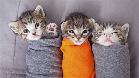 Could 'No Kill' For Shelter Cats And Dogs Be Policy By 2025? : 13.7 ...