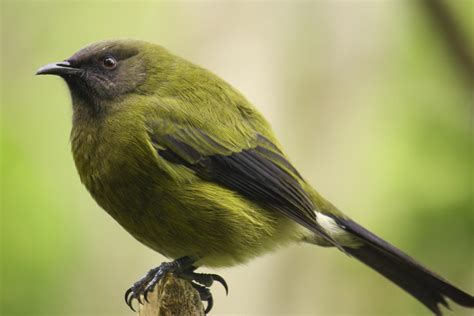 Bellbird | New Zealand Birds Online