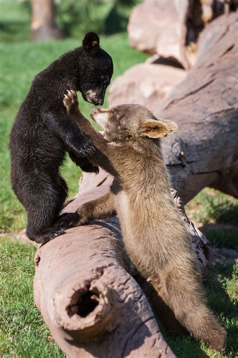 Two bear cubs playing on a tree | Bear cubs, Cute baby animals, Animals ...