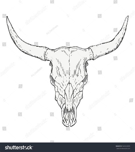 Longhorn Head Outline