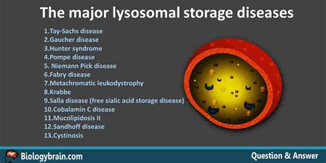 What are lysosomal storage diseases? - Biology Brain