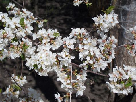 Prunus cerasus L. | Plants of the World Online | Kew Science