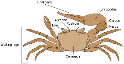 Invertebrate Diversity: Ghost Crab! by Sarah Hurtado