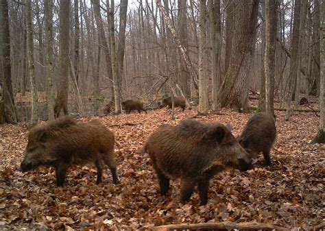 Wildlife in the Chernobyl Exclusion Zone: Bears, Wolves and Rare Horses ...