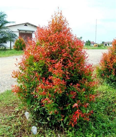 TANAMAN PUCUK MERAH ~ Lingkungan Indonesia