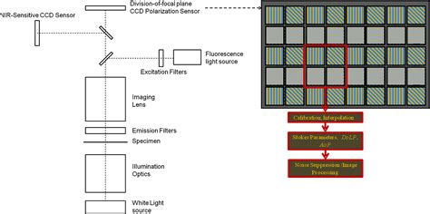 Complementary fluorescence-polarization microscopy using division-of ...