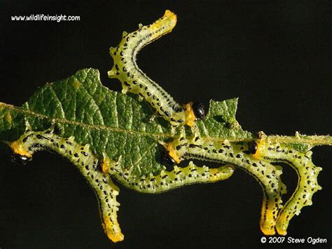 Identification of Sawfly caterpillars on garden plants, shrubs, trees ...