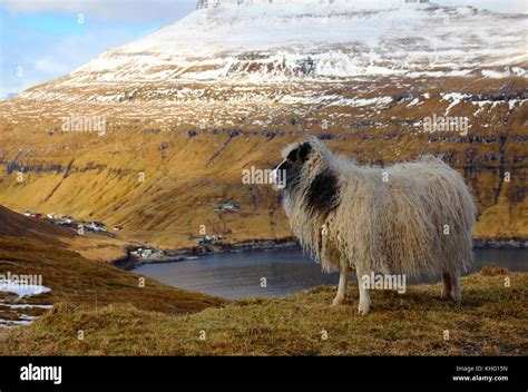 Wildlife in the Faroe Islands Stock Photo - Alamy