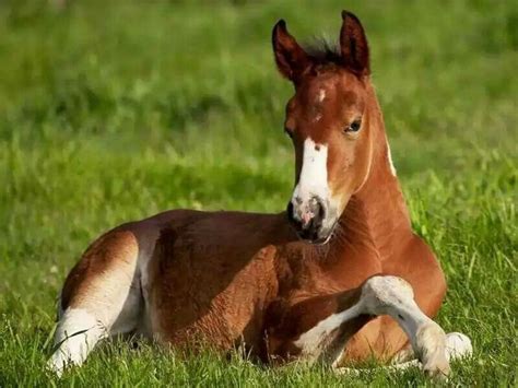 Gorgeous foal! | Baby horses, Beautiful horses, Horses