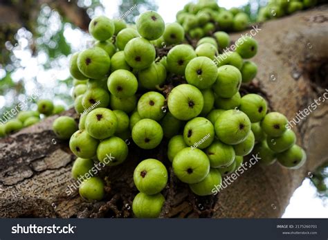 Gular tree 612 รายการ ภาพ ภาพสต็อกและเวกเตอร์ | Shutterstock