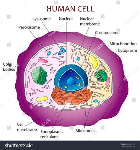 Human Cell Diagram Stock Vector 400272997 : Shutterstock