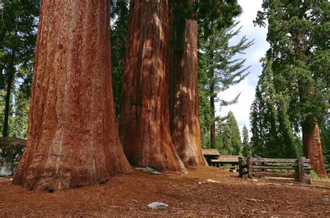 Travel: Sequoia National Park | Great American Things