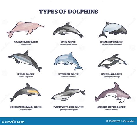 Types of Dolphins and Swimming Mammals Species Outline Collection ...