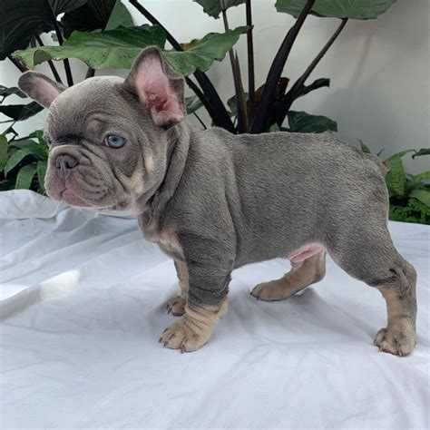 Frenchie puppies for sale/Frenchie puppies for sale near me