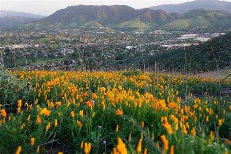 Spring 2016 Has Arrived in the Conejo Valley — Conejo Valley Guide ...