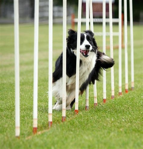 Border collie | Agility | Pinterest | Border collies and Collie