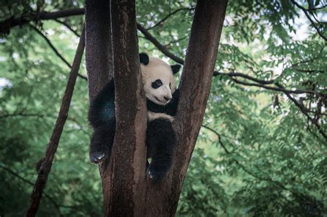 A Date with Beautiful Sichuan: Pandas described in catchphrases ...