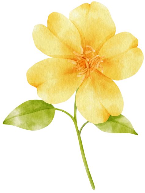 Yellow flowers watercolor illustration 9786194 PNG