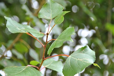 Populus nigra | Black poplar, Old English poplar - Van den Berk Nurseries